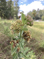 Asclepias obovata