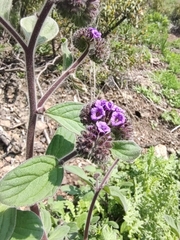 Phacelia brachyantha