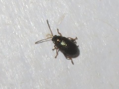 Crepidodera aurata