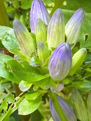 Gentiana clausa