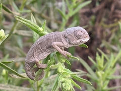 Chamaeleo chamaeleon chamaeleon
