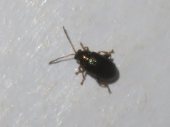 Crepidodera aurata
