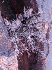 Pachypodium succulentum