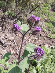 Phacelia brachyantha