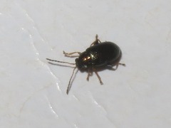 Crepidodera aurata