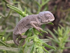 Chamaeleo chamaeleon chamaeleon