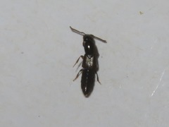 Xantholinus