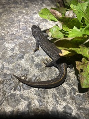 Triturus cristatus