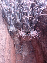 Pachypodium succulentum