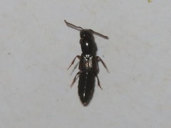 Xantholinus