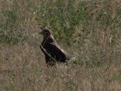 Buteo rufinus