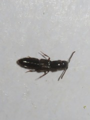Xantholinus