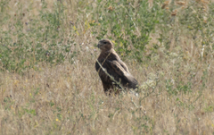 Buteo rufinus