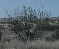 Prosopis glandulosa