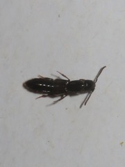 Xantholinus