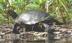 Chrysemys picta picta