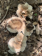 Hydnellum aurantiacum