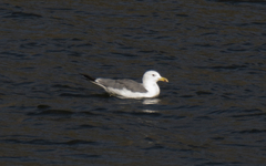 Larus armenicus