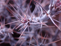 Pachypodium succulentum