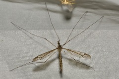 Yamatotipula