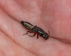 Tasgius melanarius