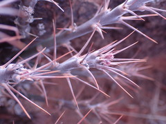 Pachypodium succulentum