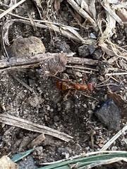 Gelis melanocephalus