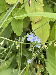 Myosotis scorpioides