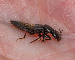 Tasgius melanarius