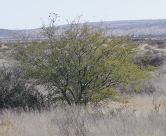 Prosopis glandulosa