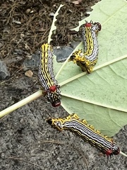 Oedemasia concinna