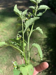 Solanum nigrum