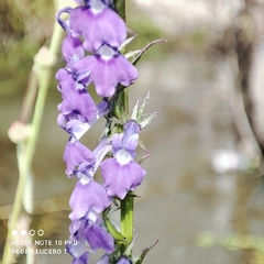 Lobelia fenestralis