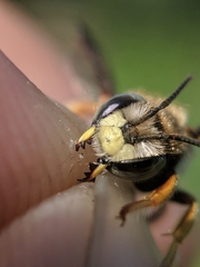 Anthidium oblongatum