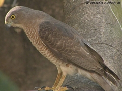 Accipiter badius