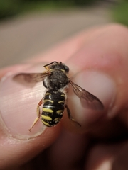 Anthidium oblongatum