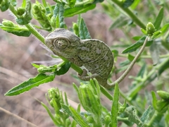 Chamaeleo chamaeleon chamaeleon