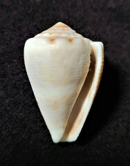 Conus mus