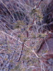 Asparagus suaveolens