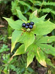 Medeola virginiana