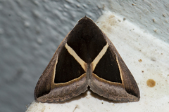 Fodina