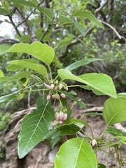 Burseraceae