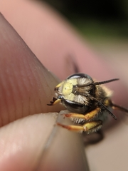 Anthidium oblongatum