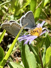 Plebejus idas