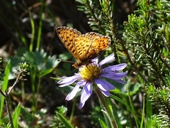 Boloria chariclea