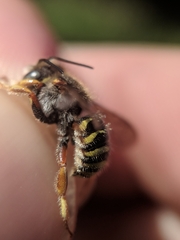 Anthidium oblongatum