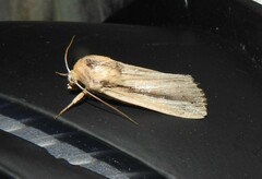 Leucania stenographa