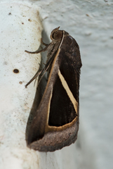 Fodina