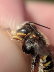 Anthidium oblongatum