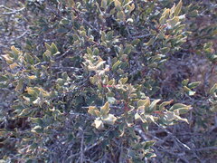 Euclea crispa ovata